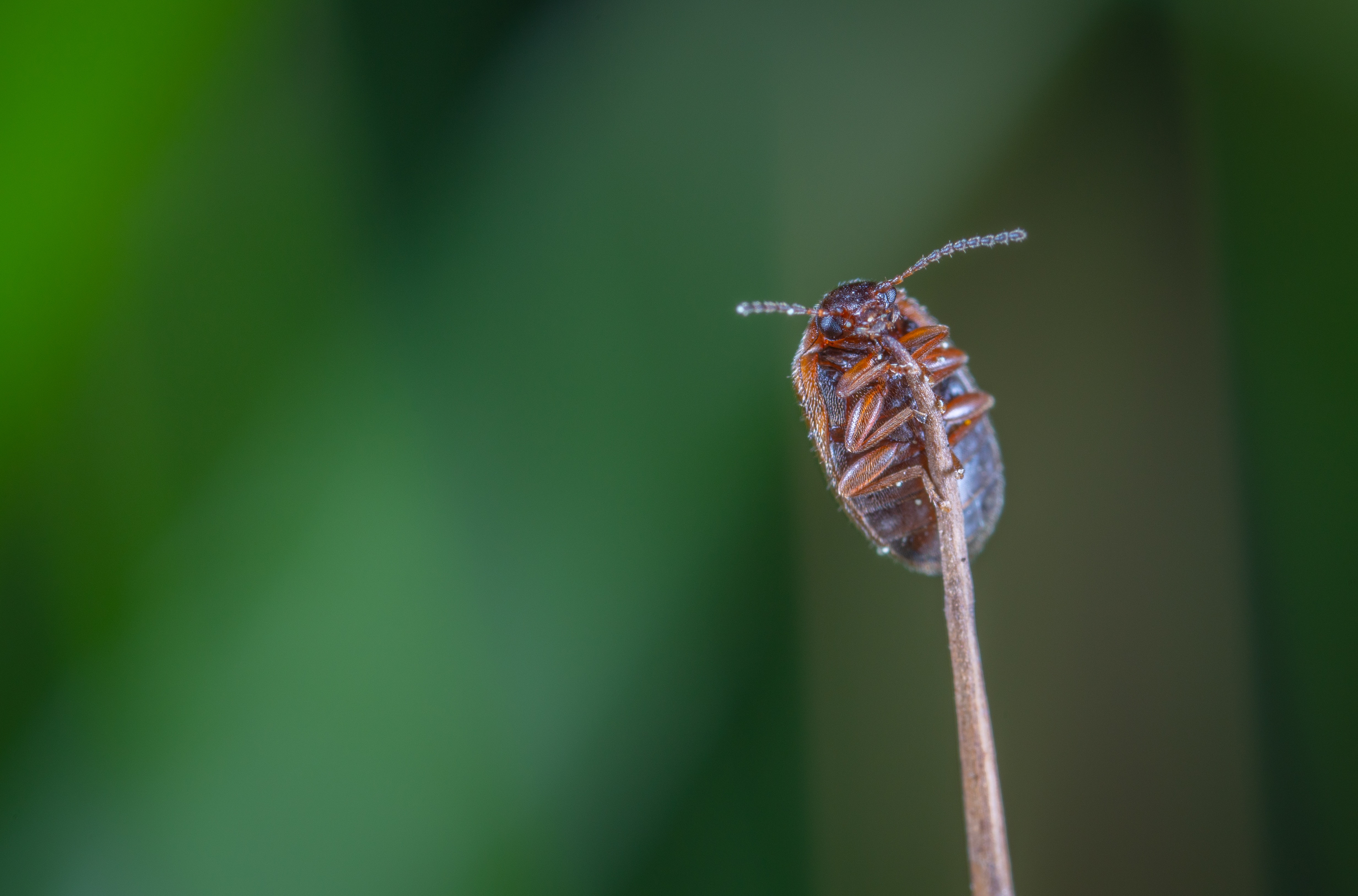 Hoe jaag je pissebedden weg uit de tuin?